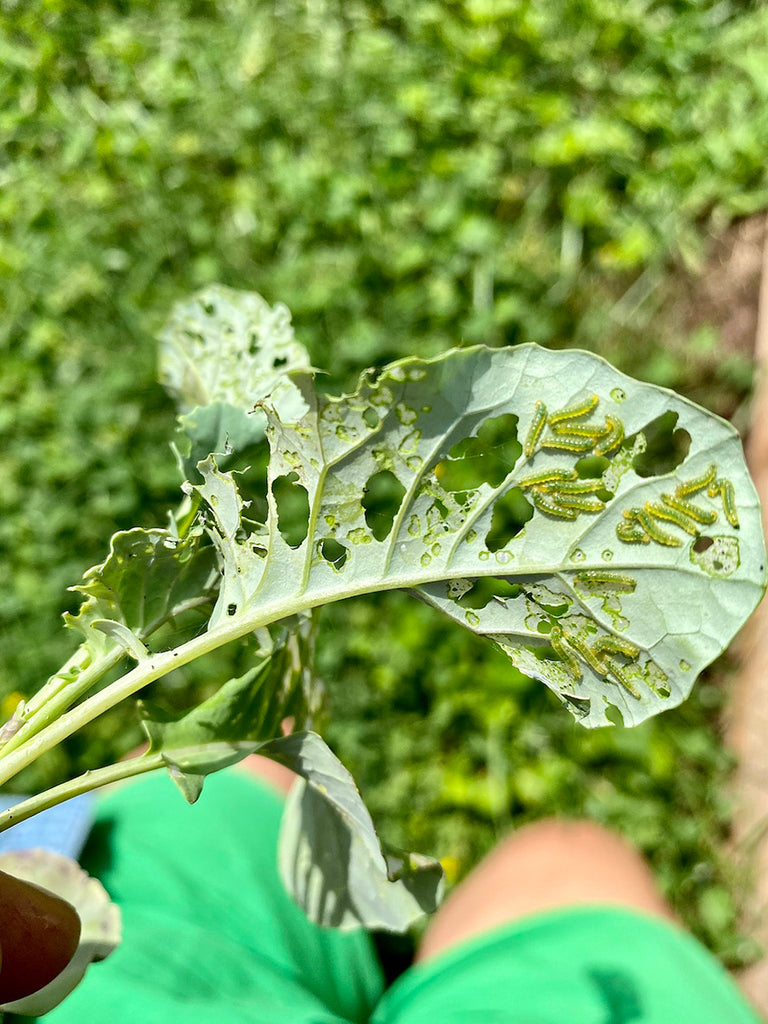 Cabbage Worms in Garden