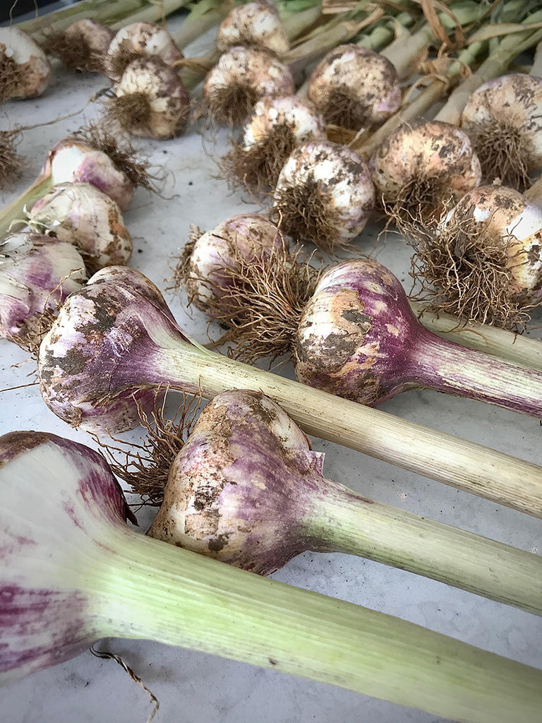 Garlic Harvest