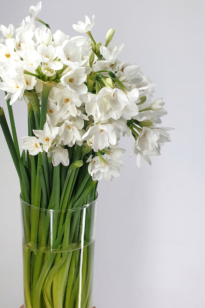 Paperwhites in a Vase