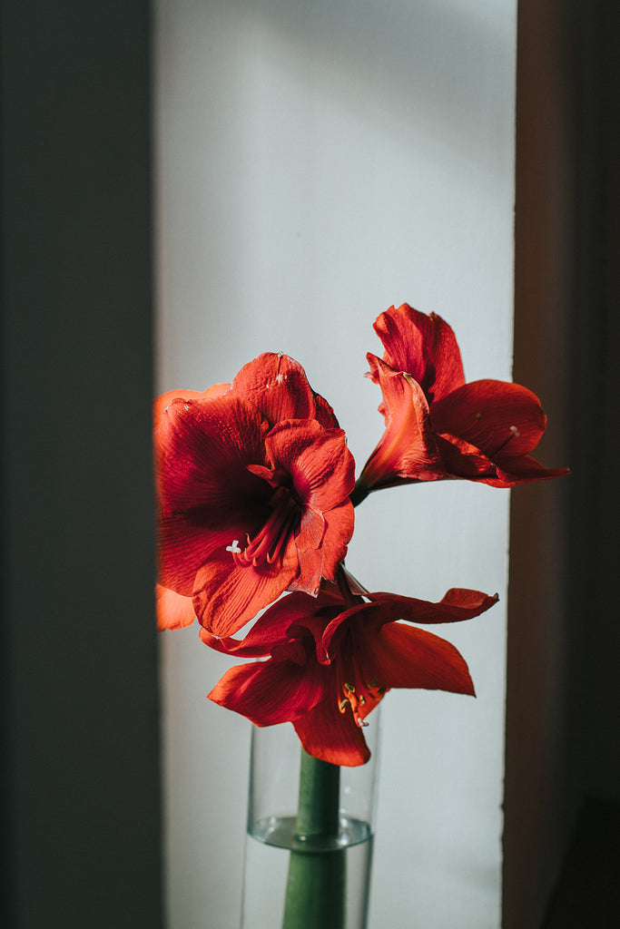 Red Amaryllis in Vase