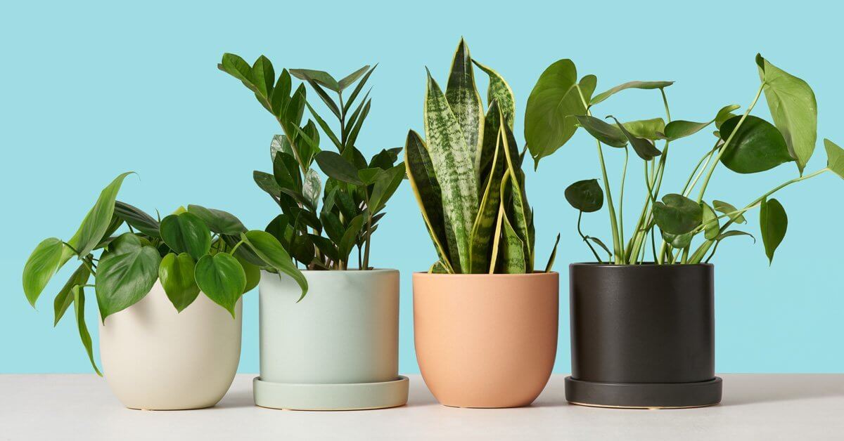 The sill: Plant subscription box for couples