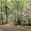 Dogwoods in Shade