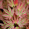 Japanese_Maple_Red_Green