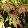 Japanese_Maple_Green_Red