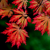 Japanese_Maple_Red_Orange