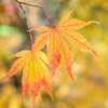 Japanese_Maple_Yellow_Orange