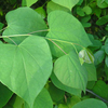 Redbud Leaves