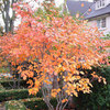 Serviceberry_Tree_Fall_Color