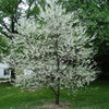 Carolina Silverbell Tree