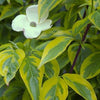 Celestial Shadow Dogwood Blooms