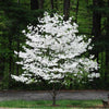 White Dogwood Tree