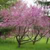 Redbud Tree