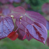 Forest Pansy Redbud Leaves