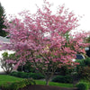 Stellar Pink Dogwood Tree Blooms