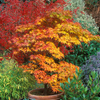 Japanese_Maple_Tree_Orange_Yellow