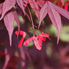 Japanese_Maple_Red