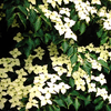 Milky Way Kousa Dogwood Tree