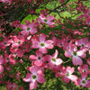 Pink Dogwood Flower Cornus Rubra