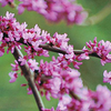 Redbud Tree Blooms Flowers