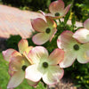 Stellar Pink Dogwood Tree Flowers