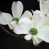 White Dogwood Flower