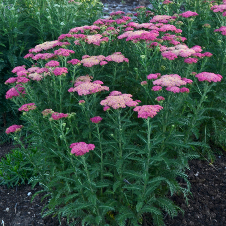 Firefly Fuchsia' - Yarrow - Achillea hybrid