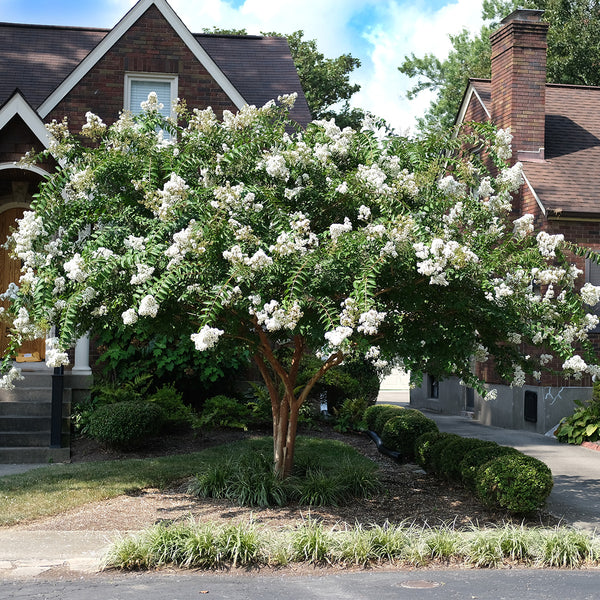 wax myrtle vs crepe myrtle