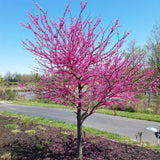 Appalachian Red Redbud | New Blooms Nursery
