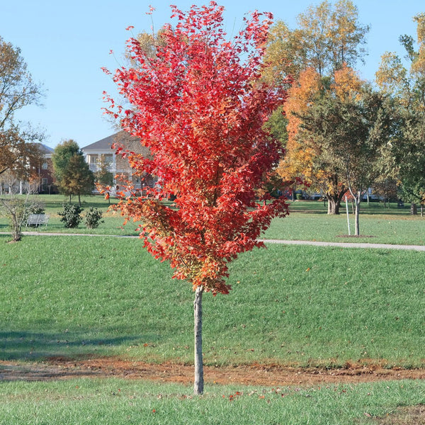 autumn blaze maple leaves turning red early