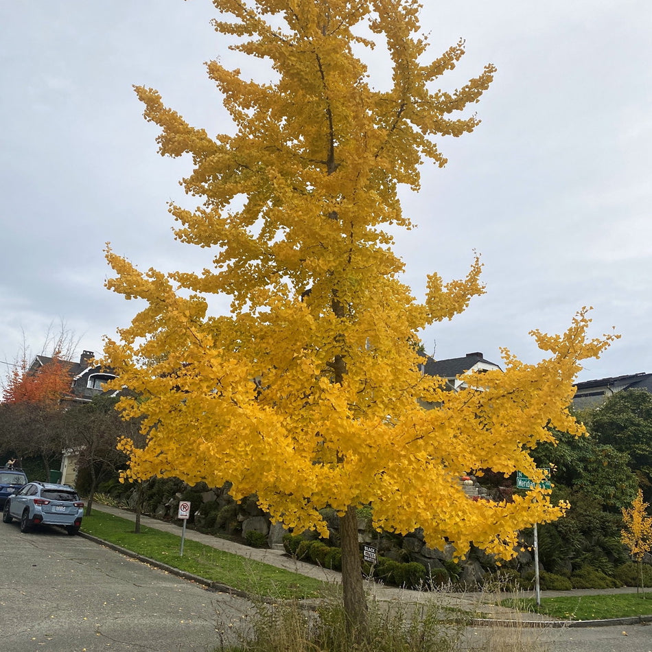 Golden Globe Ginkgo Tree