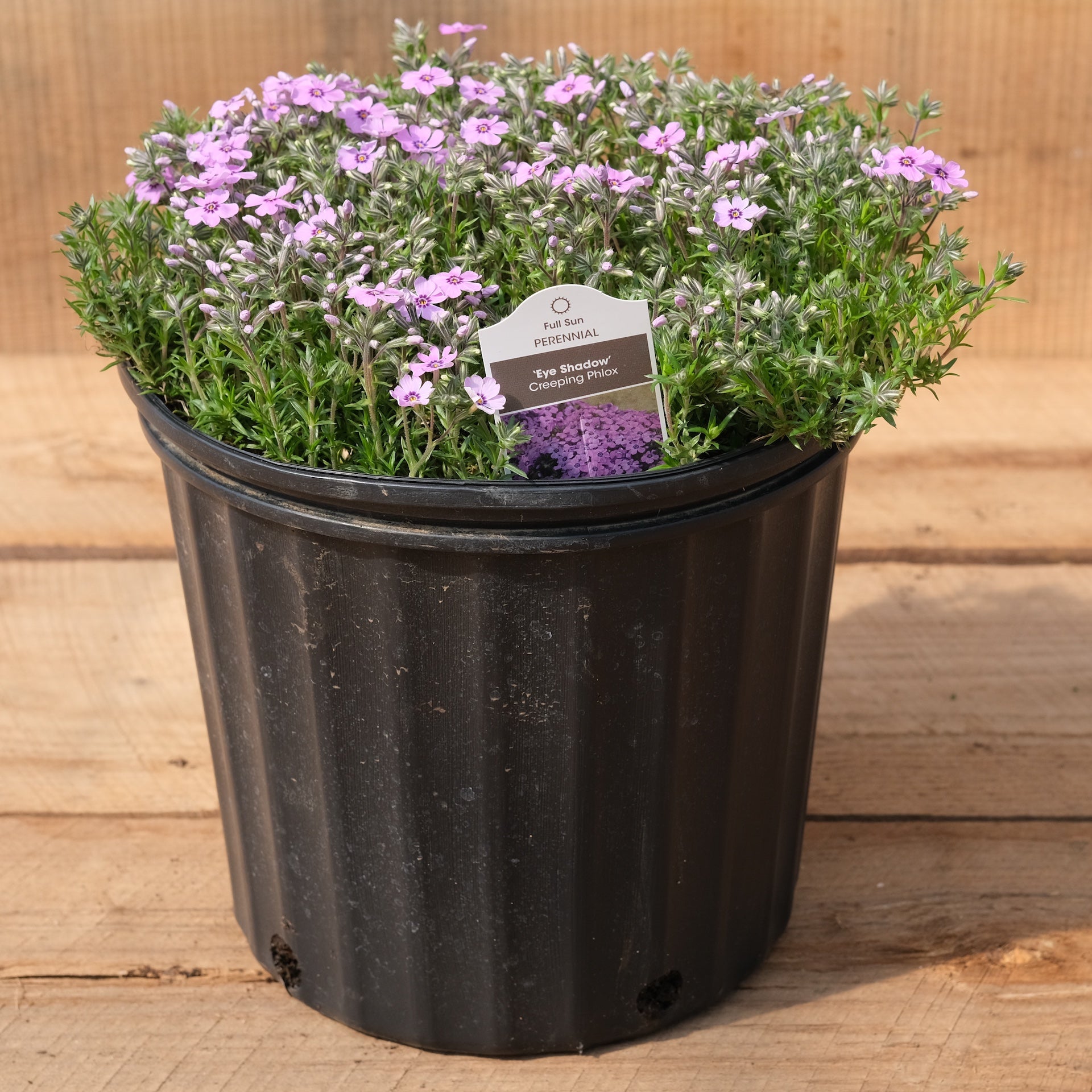 Phlox ‘Eye Shadow’ - Creeping Phlox | New Blooms Nursery