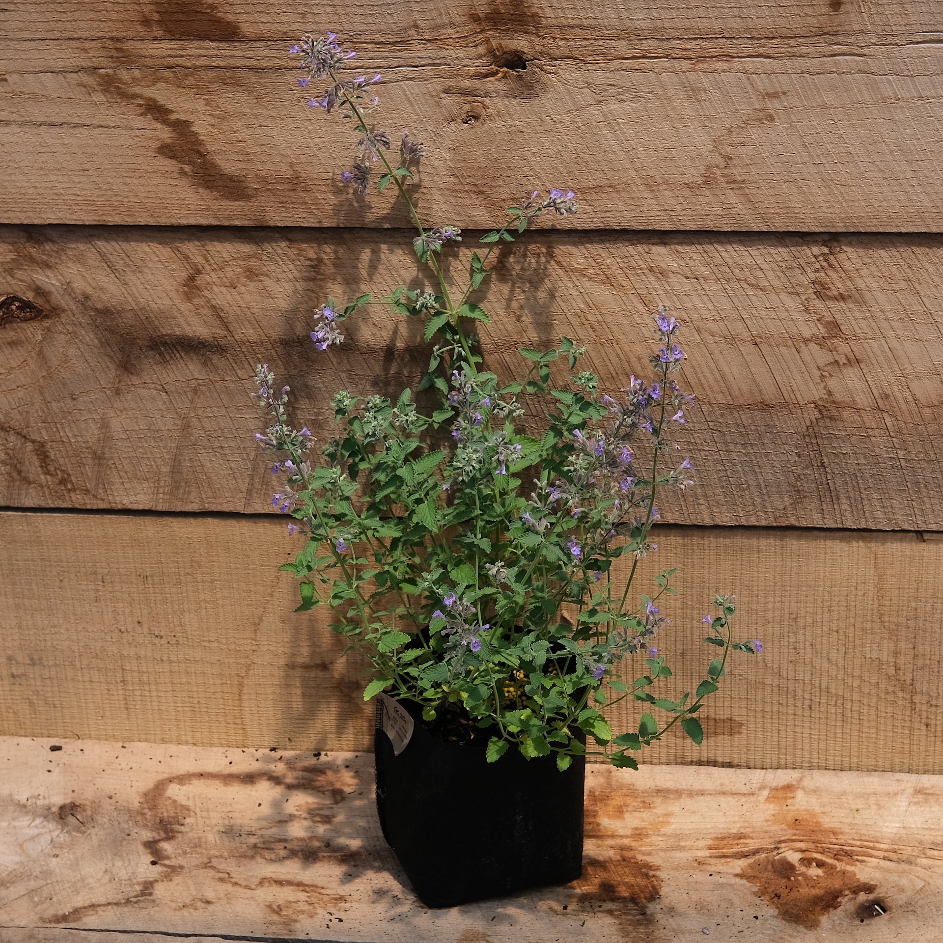 Catmint Walker's Low Nepeta New Blooms Nursery