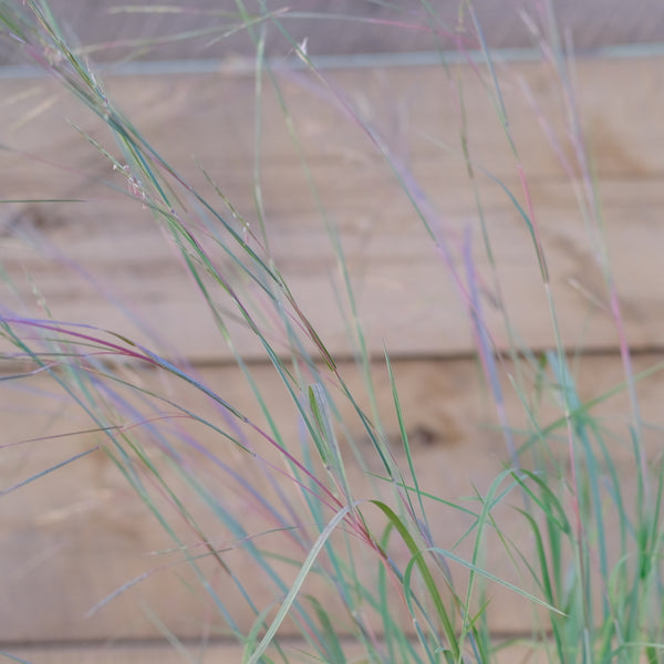 florida blue stem grass