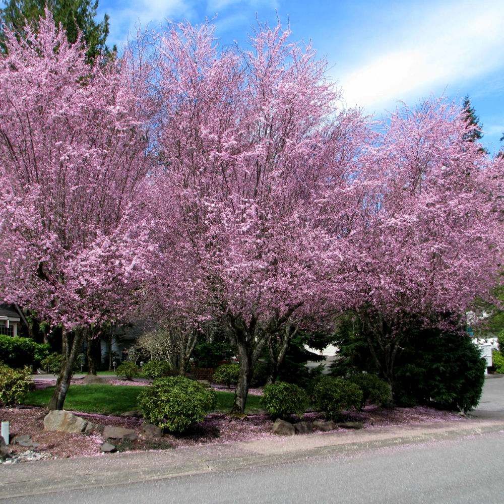 Krauter Vesuvius Purple Leaf Plum | New Blooms Nursery