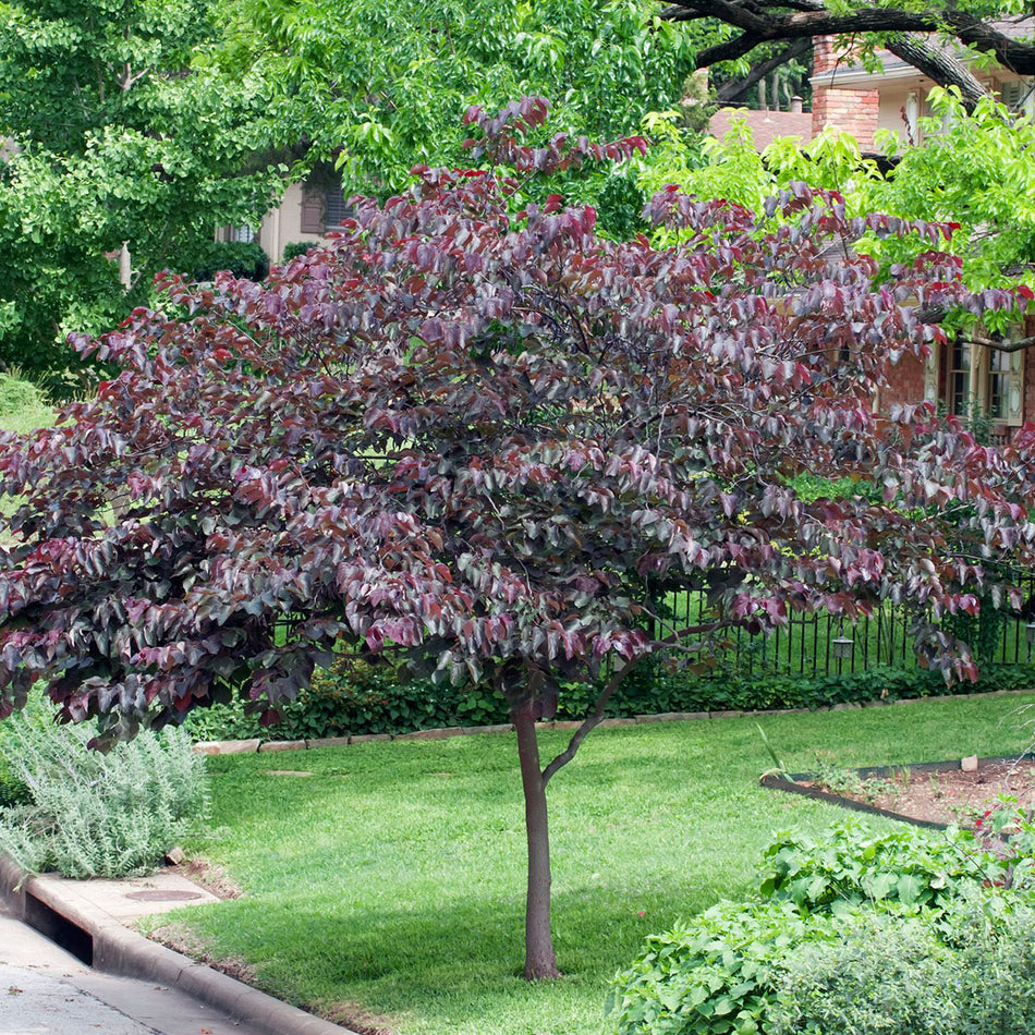 Lavender Twist Redbud - Cercis Candensis