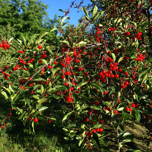 Dwarf North Star Cherry | New Blooms Nursery