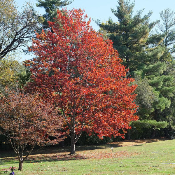 summer october glory maple