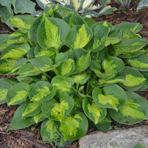 Hosta Island Breeze  Bluestone Perennials