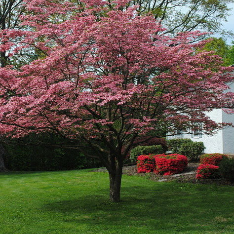 cherokee brave dogwood availability