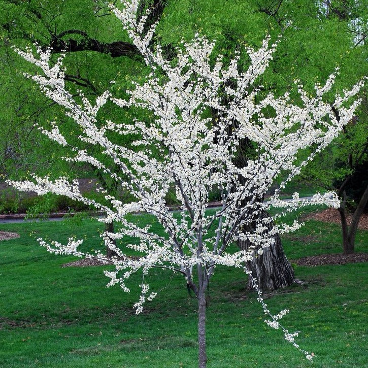 Texas White Redbud | New Blooms Nursery