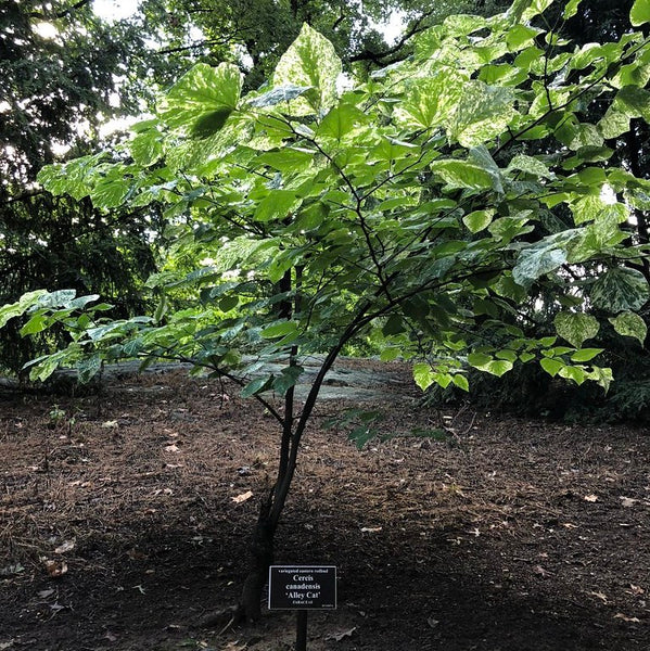 Alley Cat Redbud | New Blooms Nursery