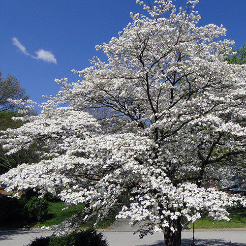 cherokee brave dogwood new blooms