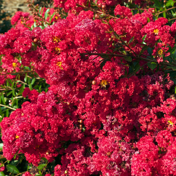 cherry dazzle crape myrtle