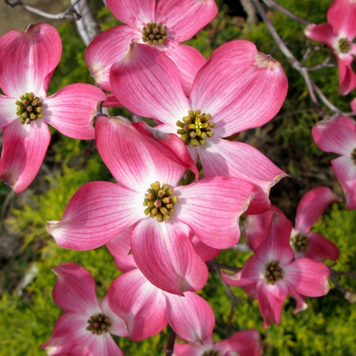 cherokee brave dogwood flower