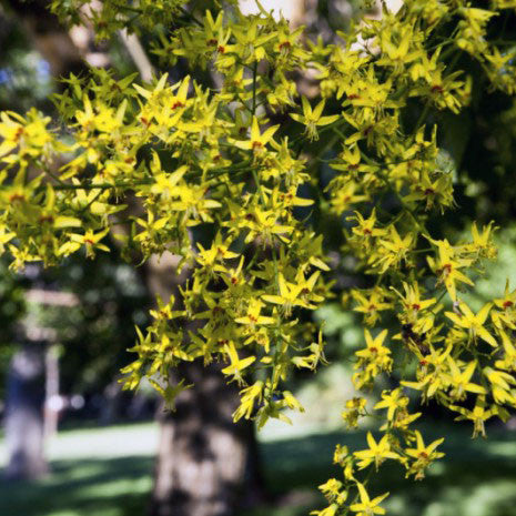 tree rain golden