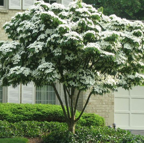 White Kousa Dogwood | New Blooms Nursery