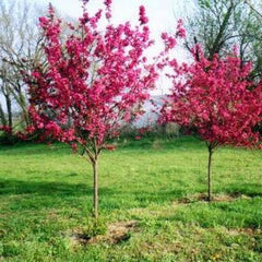 fire blight crabapple tree