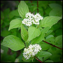 red twig dogwood companion plants