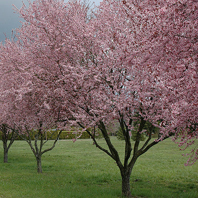 prunus cerasifera purple leaf plum