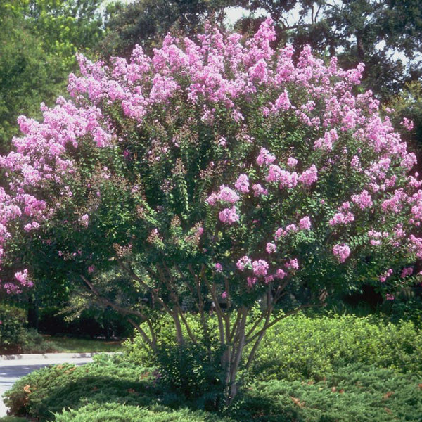 purple cow crape myrtle